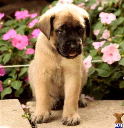 Mastiff Puppies for Sale