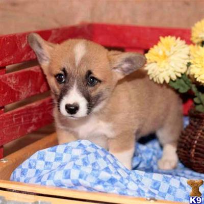 Pembroke Welsh Corgi Puppies for Sale