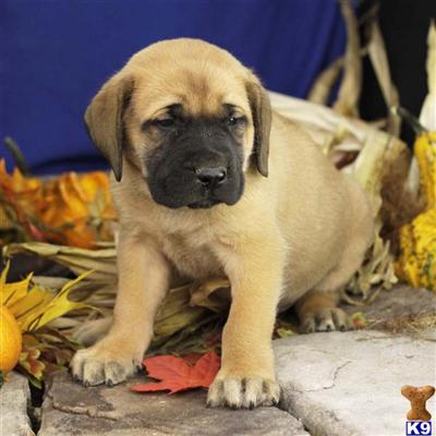 Mastiff Puppies for Sale