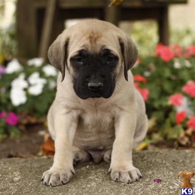 Mastiff Puppies for Sale