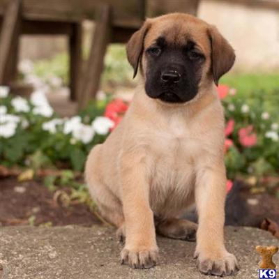 Mastiff Puppies for Sale