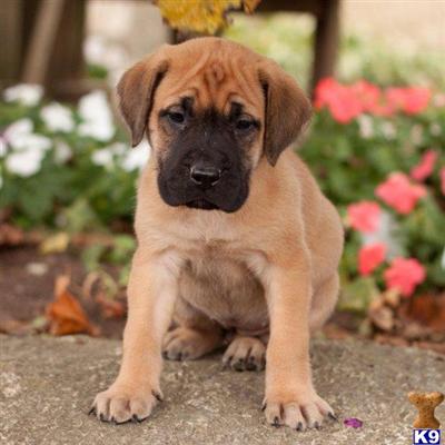 Mastiff Puppies for Sale
