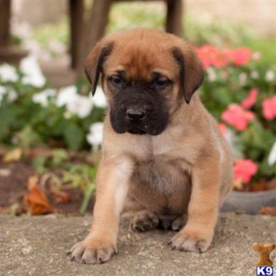 Mastiff Puppies for Sale