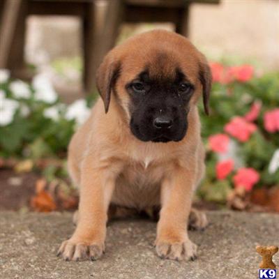 Mastiff Puppies for Sale