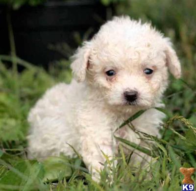 Poodle Puppies for Sale