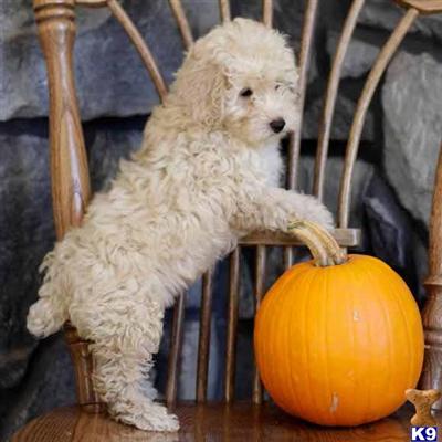 Poodle Puppies for Sale