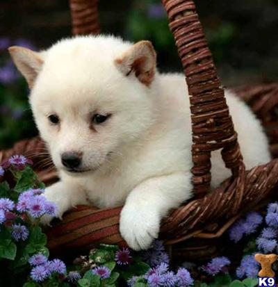 Shiba Inu Puppies for Sale