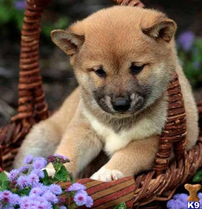 Shiba Inu Puppies for Sale