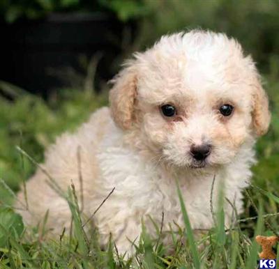 Poodle Puppies for Sale