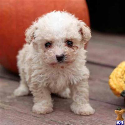 Poodle Puppies for Sale