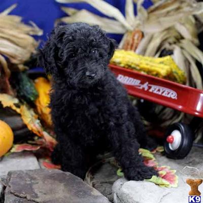 Poodle Puppies for Sale