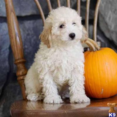 Poodle Puppies for Sale