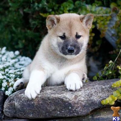 Shiba Inu Puppies for Sale