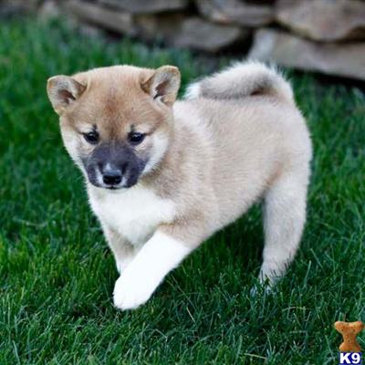 Shiba Inu Puppies for Sale