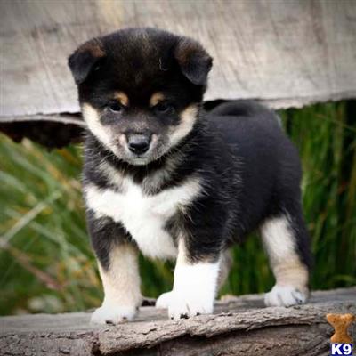 Shiba Inu Puppies for Sale