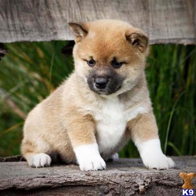 Shiba Inu Puppies for Sale