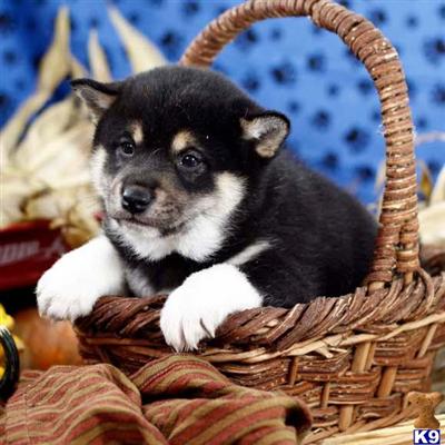 Shiba Inu Puppies for Sale