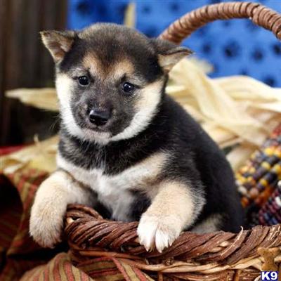 Shiba Inu Puppies for Sale