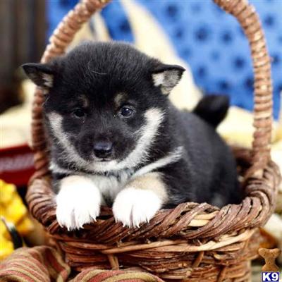 Shiba Inu Puppies for Sale