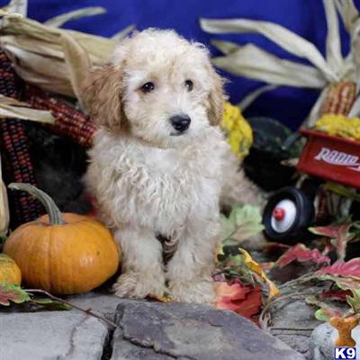 Poodle Puppies for Sale