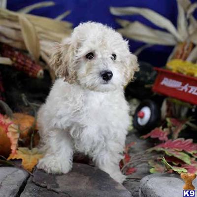 Poodle Puppies for Sale
