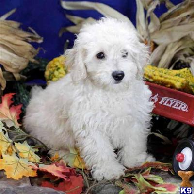 Poodle Puppies for Sale