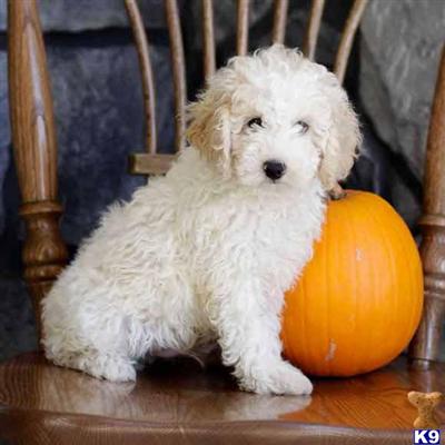 Poodle Puppies for Sale
