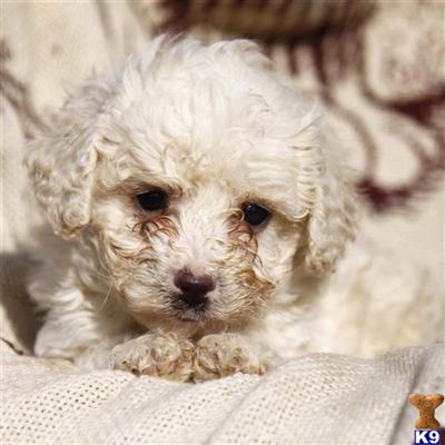 Poodle Puppies for Sale