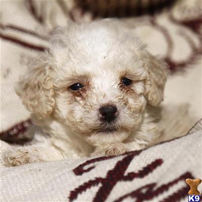 Poodle Puppies for Sale
