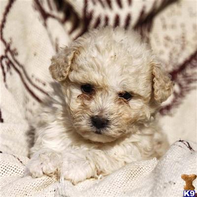 Poodle Puppies for Sale