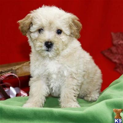 Poodle Puppies for Sale