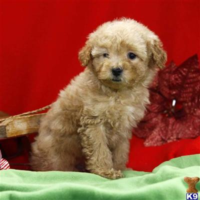 Poodle Puppies for Sale
