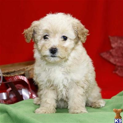Poodle Puppies for Sale