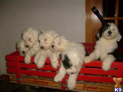 Puppies in PA