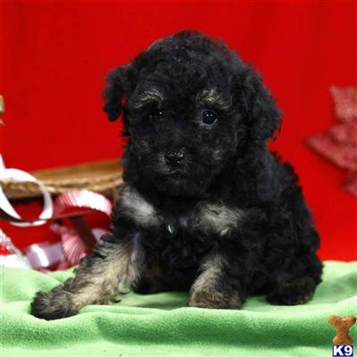 Poodle Puppies for Sale