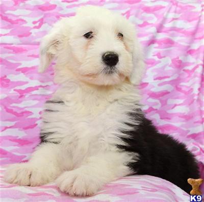 Puppies in PA