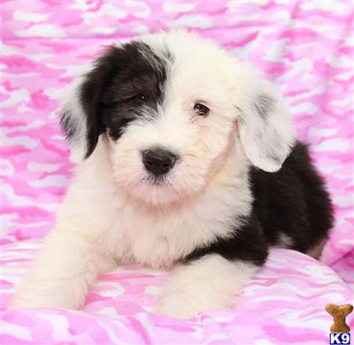 Puppies in PA