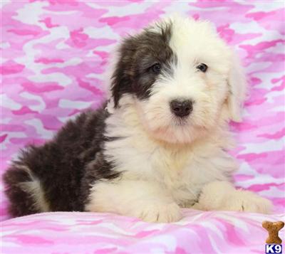 Puppies in PA