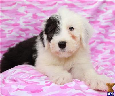 Puppies in PA