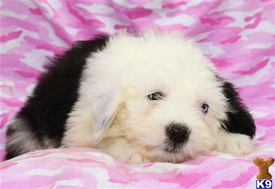 Puppies in PA