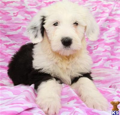 Puppies in PA