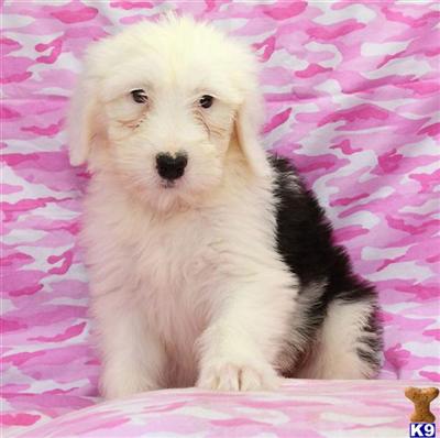 Puppies in PA
