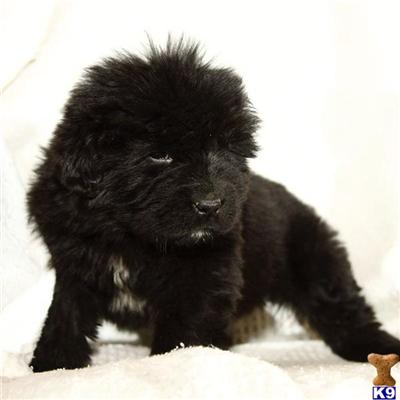 Puppies in PA