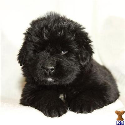 Puppies in PA