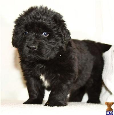 Puppies in PA