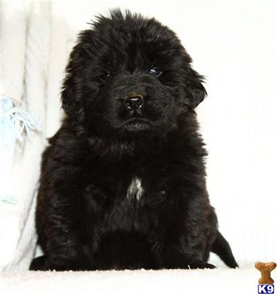 Puppies in PA