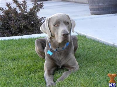 Stud Dogs in UT