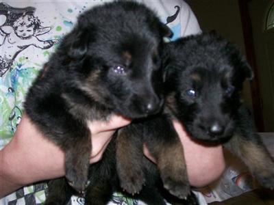 Puppies in CT