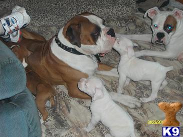 Puppies in WA