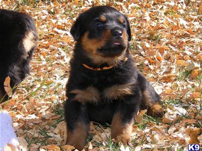 Puppies in CO